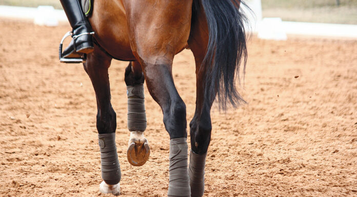 The legs of a sport horse can suffer from equine osteoarthritis