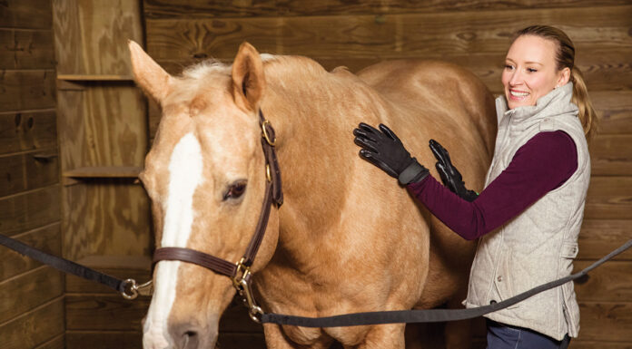 A woman currying her horse, one of the top horse grooming tips