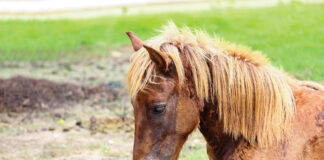 Stronger horse care laws are needed to protect horses at some trail outfitters.