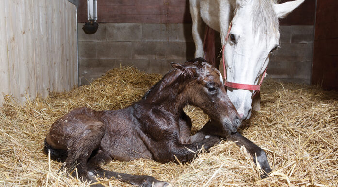 A mare and newborn foal
