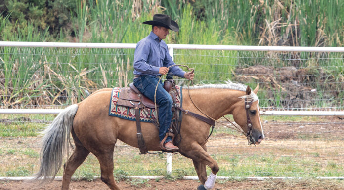 A western trainer prepares his palomino horse for a lead change