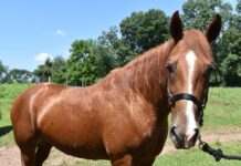 ASPCA Right Horse Adoptable Horse of the Week: Ears on Backwards