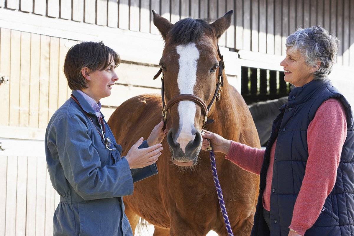 An equine vet speaks to the gelding's owner