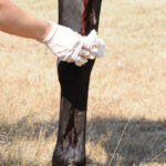 Blood pouring from a puncture wound on a horse's leg