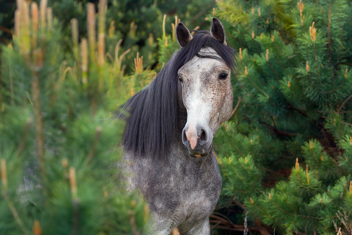 A gray Arabian peeking through the pines