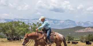 Long trot ranch riding with mountain backdrop