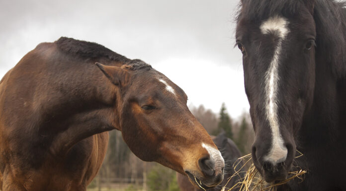Herd dynamics are displayed between two horses over hay