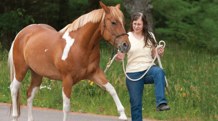 An equestrian teaches her horse the Spanish walk as a trick to engage his mind to improve behavior