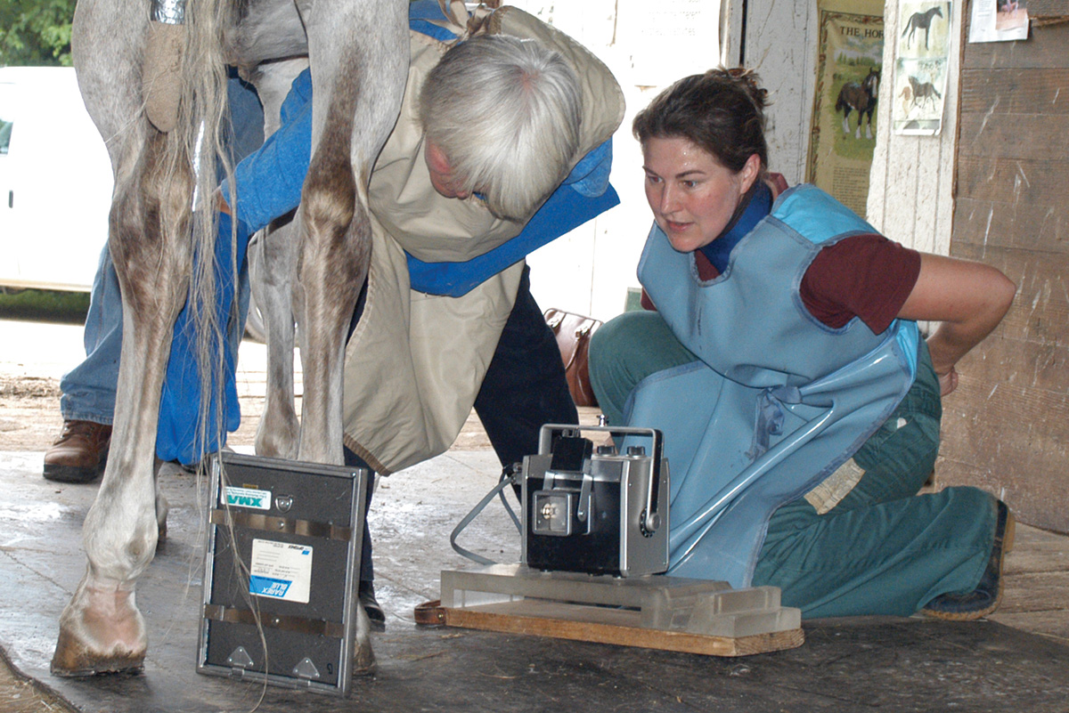 Vets perform an X-ray on a mare