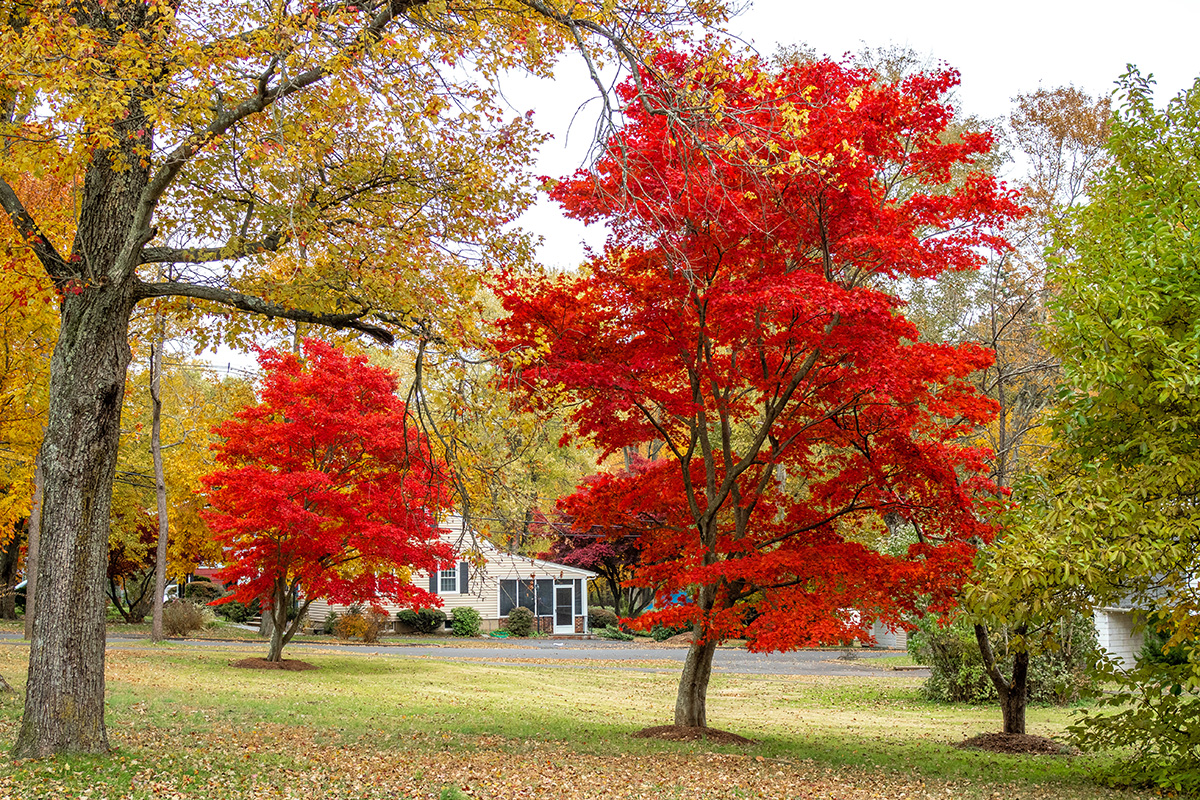 Red maples in fall