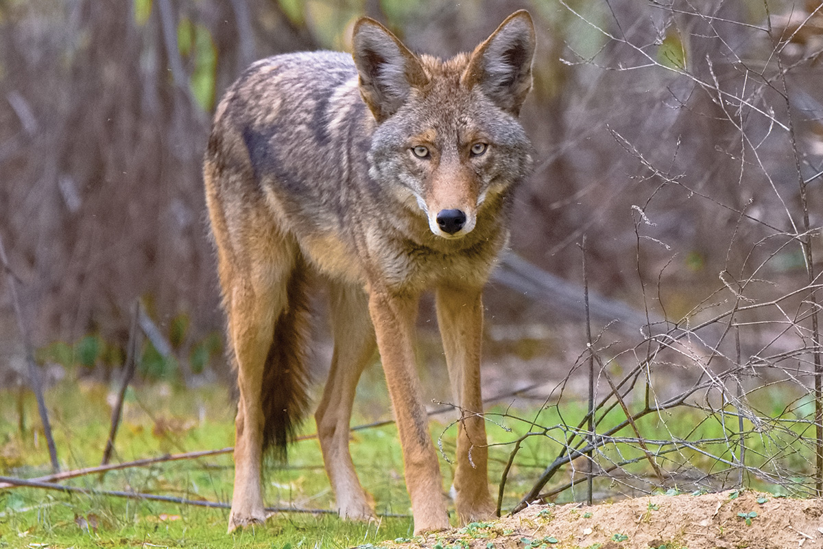 An alert coyote
