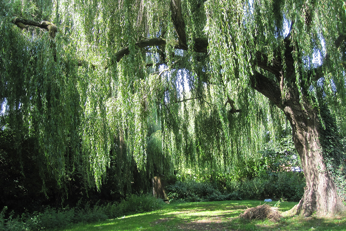A willow tree