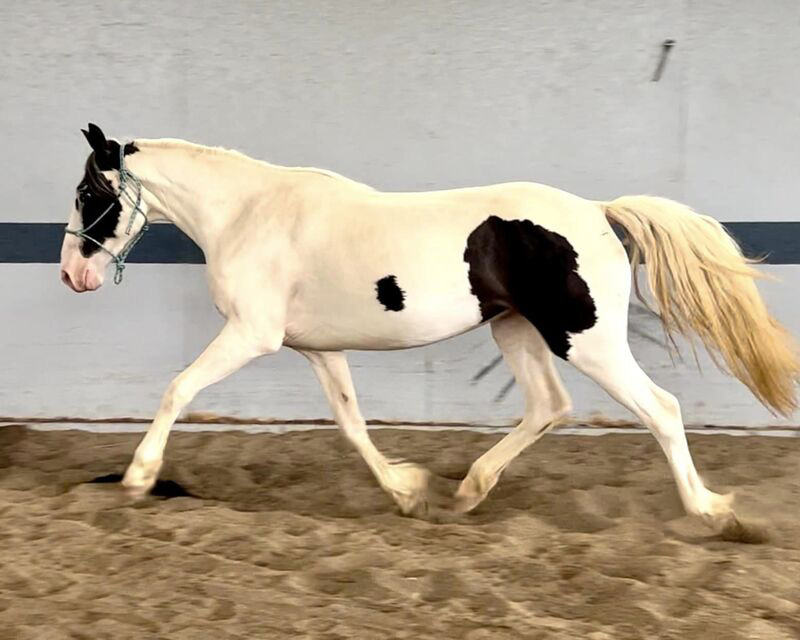A trotting black and white pinto mare