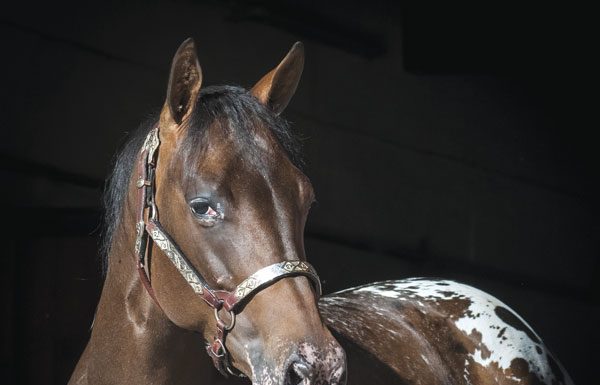 Appaloosa horse close up.