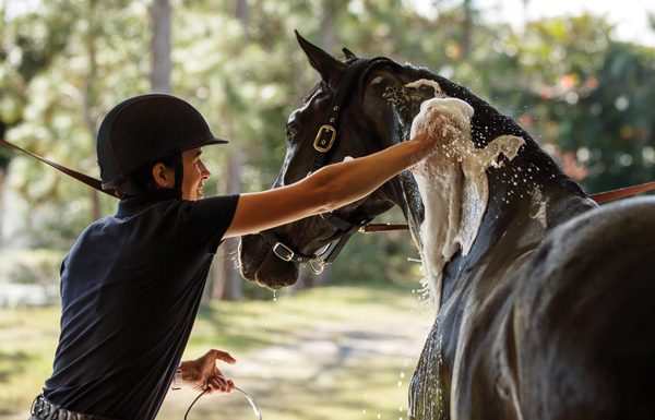Bathing a Horse - Grooming Makeover
