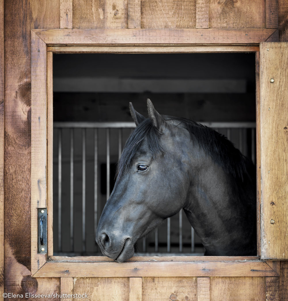 Black horse looking out of stall. Where you keep a horse is a horse ownership cost factor.
