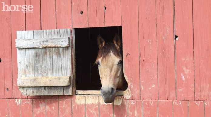 Buckskin Horse in a Barn