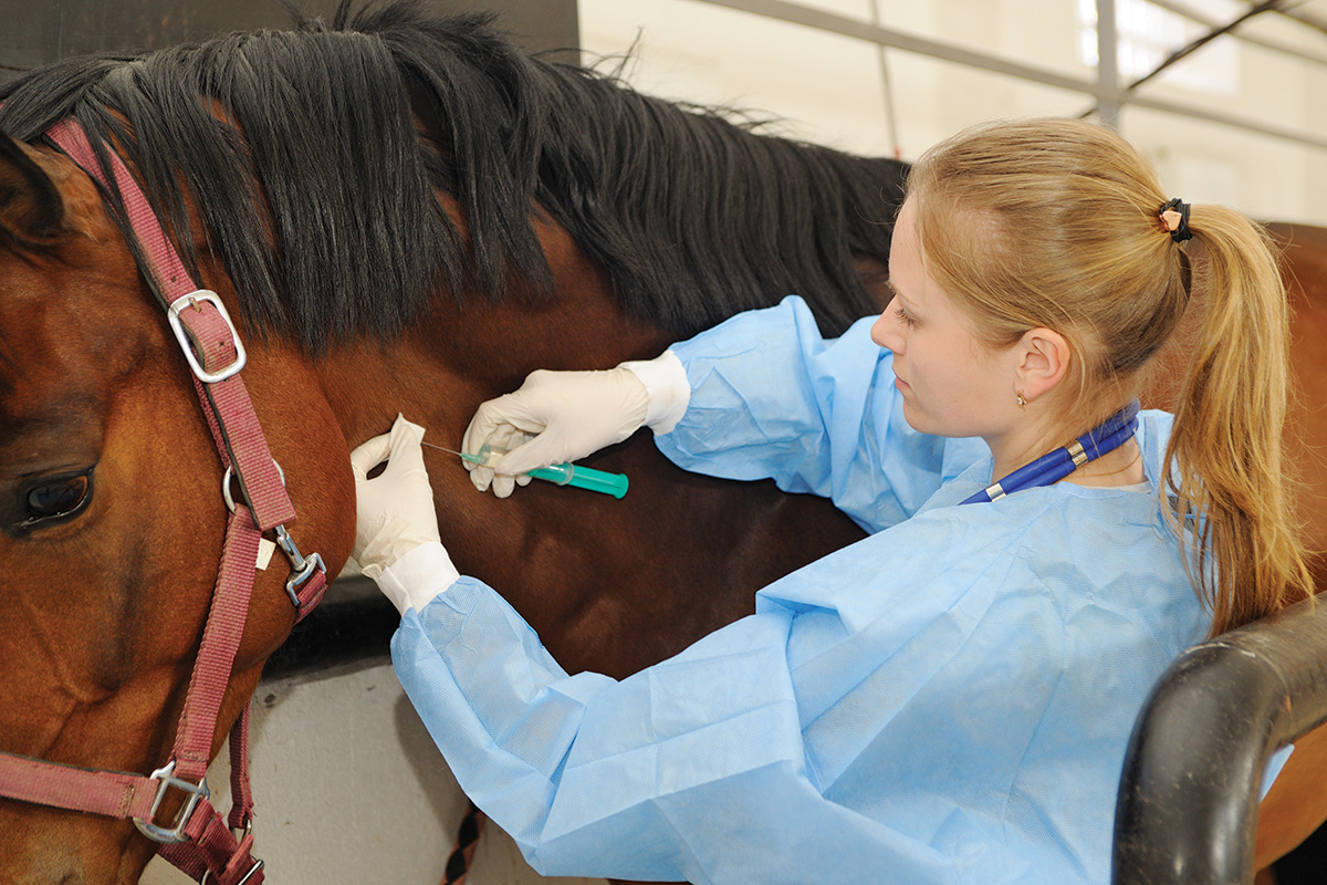 Equine veterinarians giving a horse care