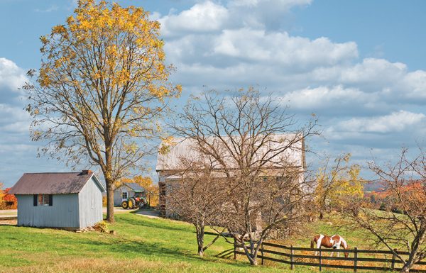 Fall Farm Scene with Horses