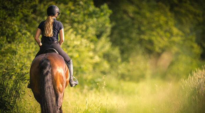 A trail ride through a forested meadow
