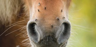 Horse has flies on nose