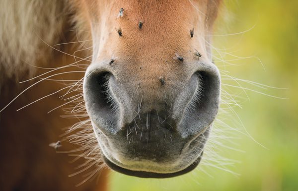 Horse has flies on nose
