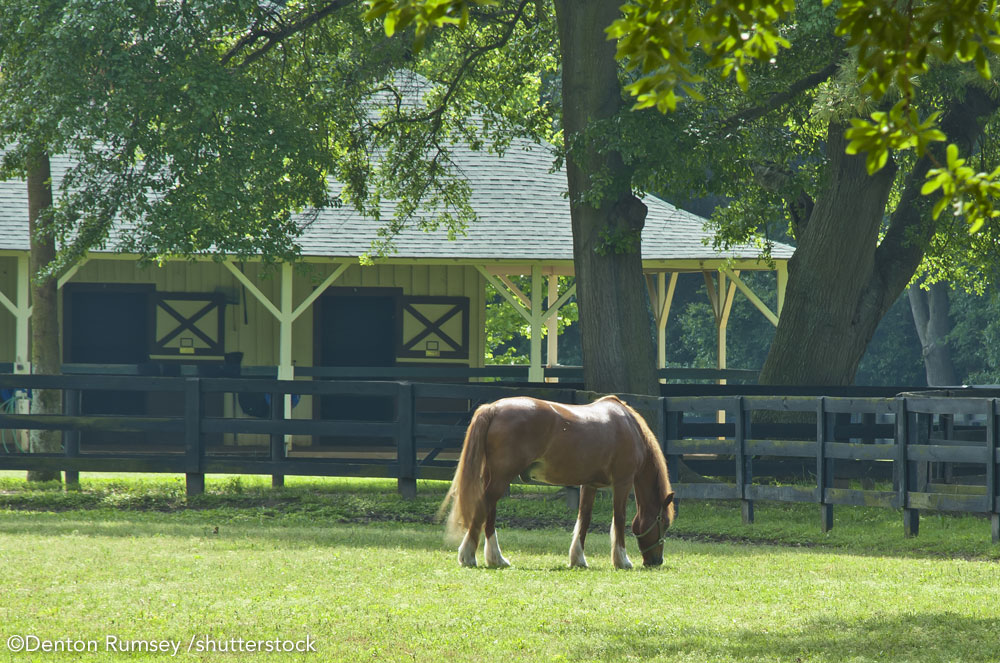 Horse in a pasture. A cost of horse ownership is boarding or keeping a horse at home.