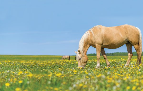 Horse grazing in field.
