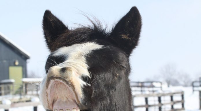 Horse teeth in winter