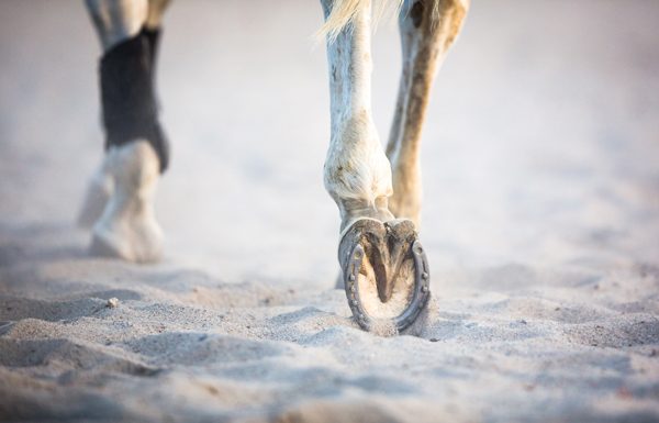 Healthy Horse Hooves