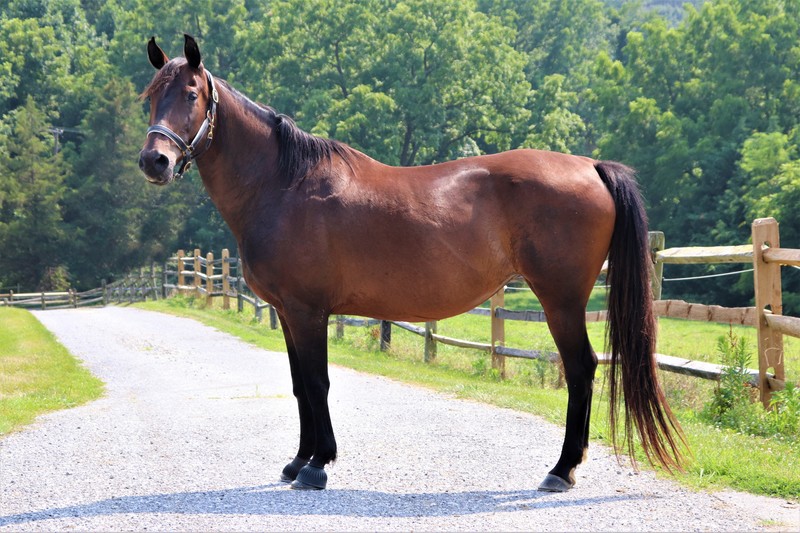 Adoptable Horse Miss Madeline