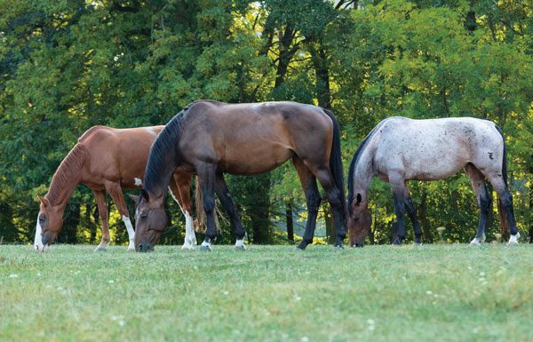 Horses Grazing - Horse Pasture Rehab