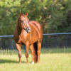 Lessons Learned from Older Horses