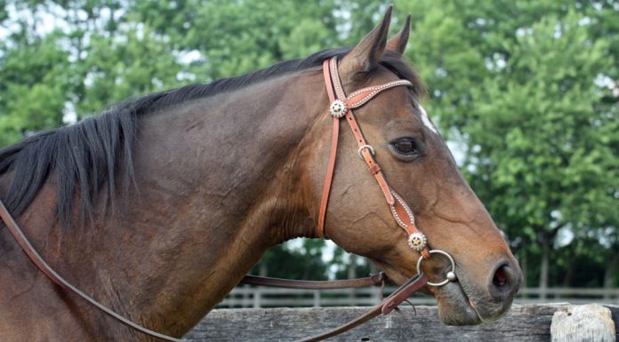 Horse in western snaffle bridle