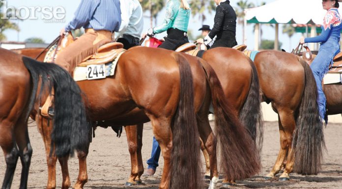 Western Quarter Horses at a horse show