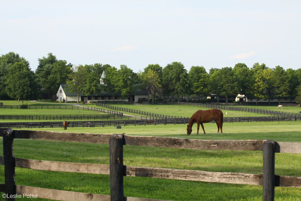 A horse grazing in a paddock in the bluegrass